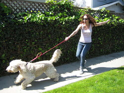 Reflex Dog Harness by Sherman Architects